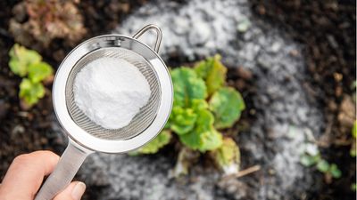 Experts say baking soda could be the solution to your garden weed problems – here's how to use this everyday item in your yard
