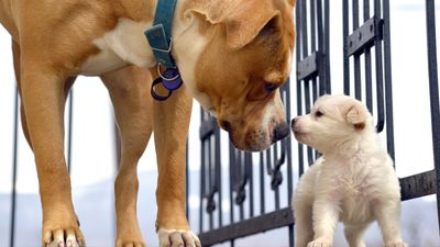 Trainer reveals how to introduce an excitable puppy to a more timid adult dog (and it's easier than you think)