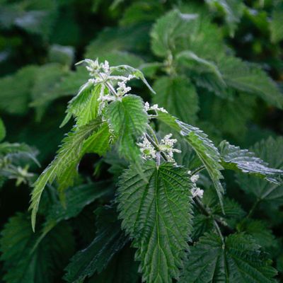How to get rid of nettles and banish the stinging plants from your garden forever