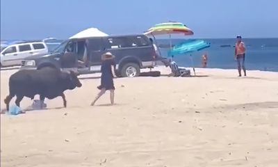 Los Cabos tourist refuses to back away from bull, pays the price