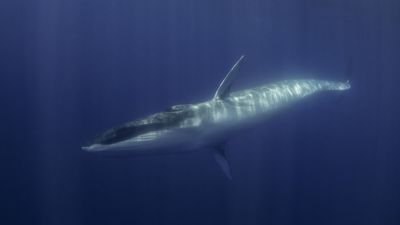 Japan plans to commercially hunt vulnerable fin whales, enraging conservationists