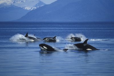 Orcas sink a yacht, continuing spree
