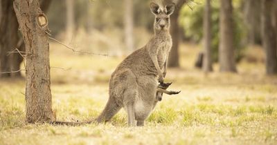 'Extremely impressive' kangaroo cull program set to begin in reserves