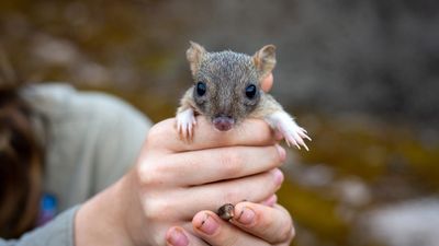 Threatened species out as environmental funding lags