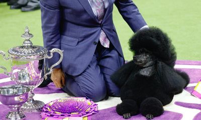 ‘Perfect end’: Miniature poodle Sage wins best in show at Westminster in handler’s farewell