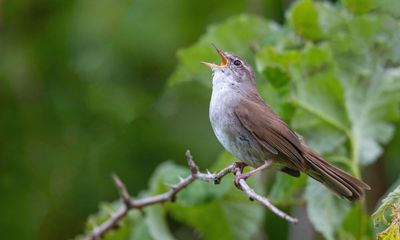 Country diary: Explosive but elusive, what a bird the Cetti’s warbler is