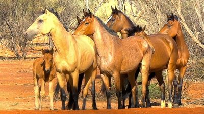 Bush users go to court to halt mass brumby cull