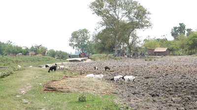 Begusarai’s Kanwar lake | Once a migratory bird paradise, now struggles for survival