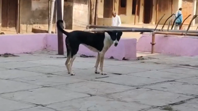 Dog Kalu’s death leaves entire village in Madhya Pradesh heartbroken; villagers perform rituals