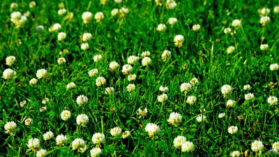 9 benefits of a clover lawn and why it’s a sustainable choice
