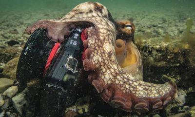 How do you follow My Octopus Teacher? With crocodiles, otters and a new book