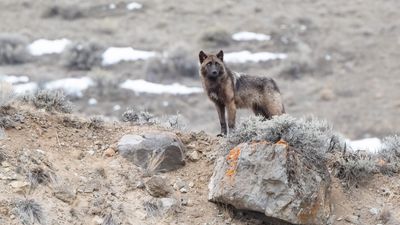 Dead wolf found in Colorado was most likely killed by mountain lion