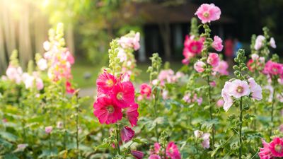 What to do with hollyhocks after flowering – experts share 2 ways to enjoy these spectacular blooms for longer