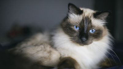 32 interesting facts about birman cats