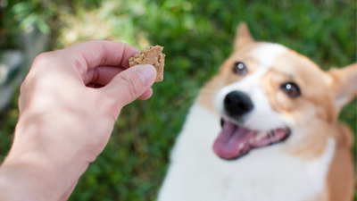 Do dog treats expire? How long to keep dog treats in your cupboard