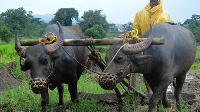 Pre-monsoon showers kick off farming activities in Belagavi district