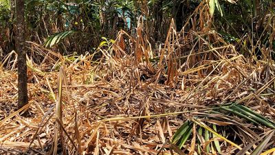 Ministers to visit drought-hit cardamom plantations in Idukki