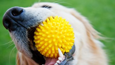 Why do dogs shake their toys and is it normal behavior?