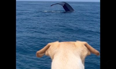 Rescue dog enjoys first look at blue whale, footage is ‘priceless’