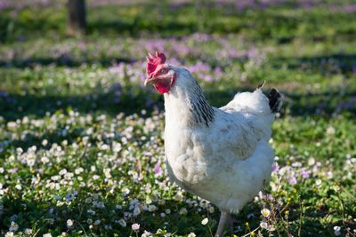 Study finds chickens may blush