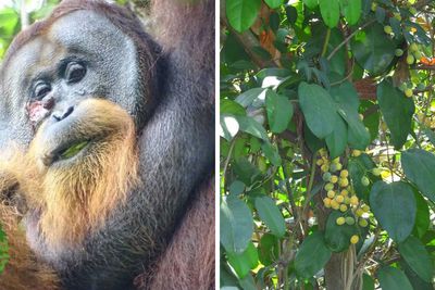 In A First, An Orangutan Is Seen Treating Wound With Medicinal Plant