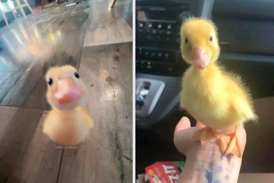 30 Pics Of Ducks Being Cute, As Collected By This Instagram Page