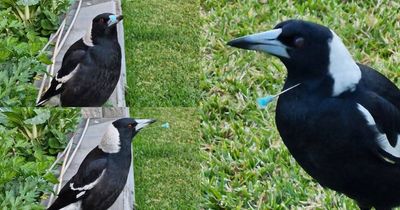 Three magpies found with blow gun darts in head, beak, eye near Maitland