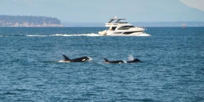 Orcas In Mediterranean Sinking Boats, Sparking Concern For Marine Life