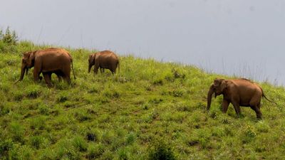 Conflict with pachyderm pathways