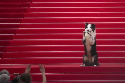 Messi The Dog Steals Spotlight At Cannes Film Festival