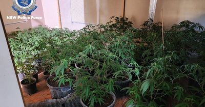 Grow house containing $1m worth of cannabis uncovered in the Hunter