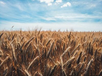 Grain Markets: Will Global Production Issues Continue to Push Wheat Prices Higher?