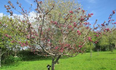 Country diary: Cherry blossom has given way to apple blossom