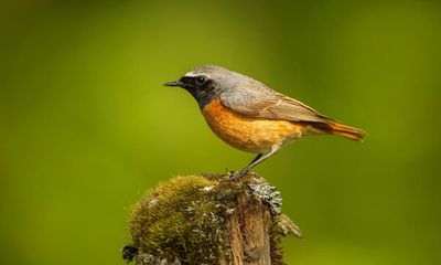 Climate disruption to UK seasons causes problems for migratory birds