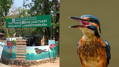 Moment in the sun: Kerala’s Thattekkad Bird Sanctuary prepares for a high-flying summer