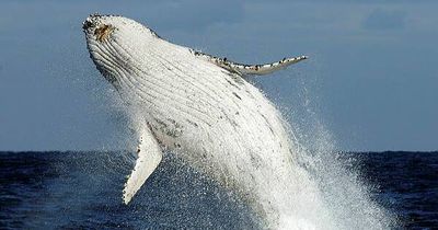 Rescuers at the ready as first humpback whales of the season spotted