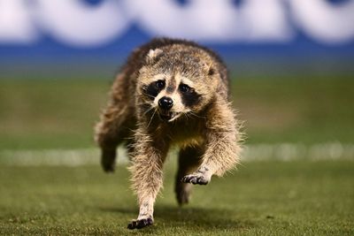 The thrilling call of a raccoon invading an MLS game might be the most epic of 2024