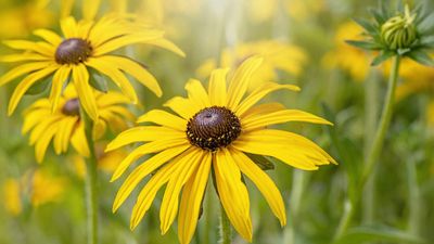 How to grow black-eyed Susan for months of dazzling blooms to enjoy