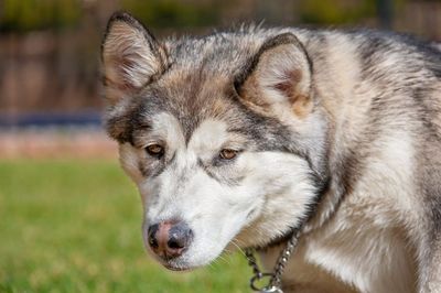 Exercising And Socializing Can Help Prevent Dementia In Dogs