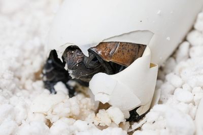 Tennessee Aquarium Welcomes Record-Breaking Clutch Of Endangered Arakan Forest Turtles