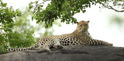 Leopard DNA study in South Africa traces ancestry to ice age – and will guide conservation