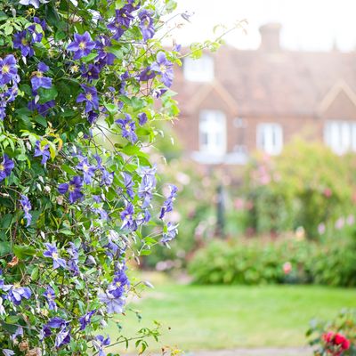 The 5 best climbing plants to cover an ugly fence, add privacy, and beautify your garden