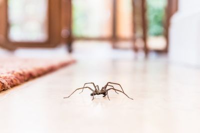 Eight expert tips for getting rid of spiders and flies from your home