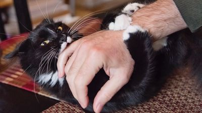 Why is my cat play biting? A behaviorist reveals 3 reasons