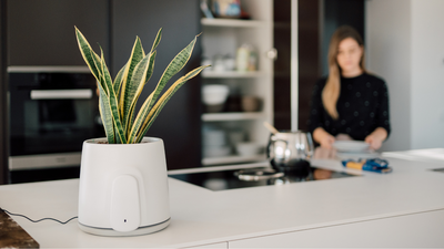 This air purifier looks like a plant pot, but it eliminates pollutants in a clever way