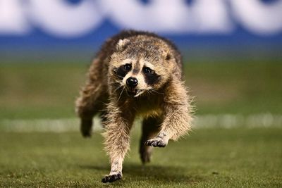 Most valuable pest? Raccoon’s soccer pitch invasion delights observers