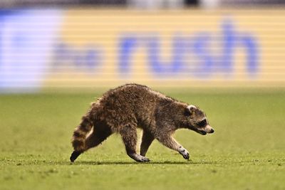 Please enjoy 5 minutes of an MLS grounds crew trying to get a raccoon off the field