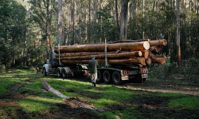 Fire management in Victoria amounts to de facto native logging industry, conservationists say