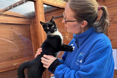 This Retirement Cat Village Has 17 Cats That Live Out Their Days In Mini Cottages