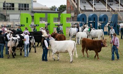 Hot sauce and a muster dog: on the ground at Beef2024, the southern hemisphere’s biggest cattle industry expo